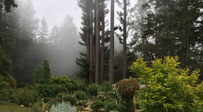 The Mountain Gardener | A Poem of Thanksgiving