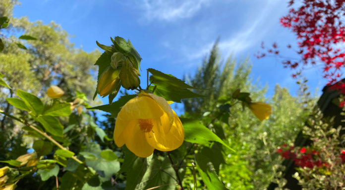 The Mountain Gardener | Post-Thanksgiving Ideas for Your Garden