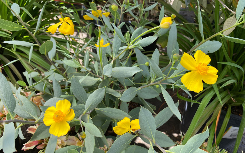 Image for display with article titled The Mountain Gardener | Plant California Natives Now