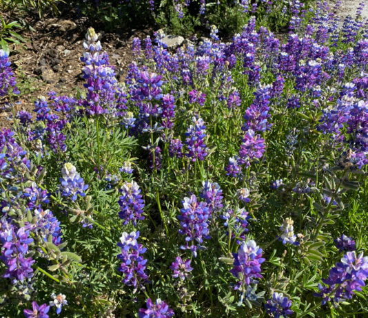 The Mountain Gardener | Time to Plant Erosion Mix & Cover Crops