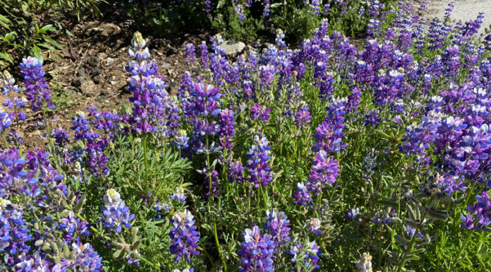The Mountain Gardener | Time to Plant Erosion Mix & Cover Crops