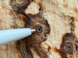 Invasive beetle found along Zayante Creek identified as novel to West Coast