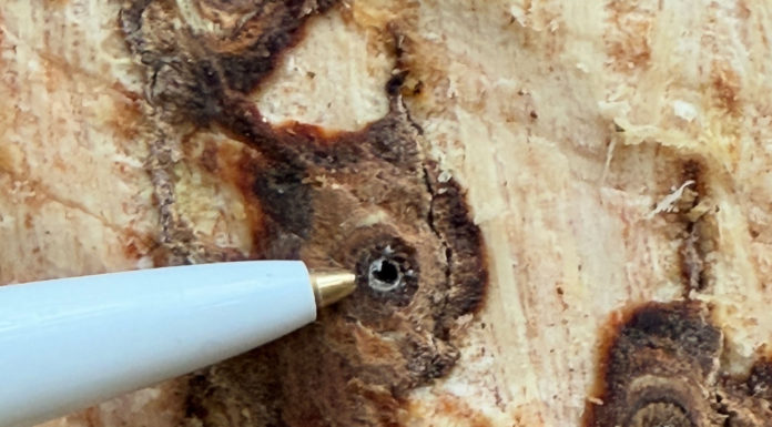 Invasive beetle found along Zayante Creek identified as novel to West Coast
