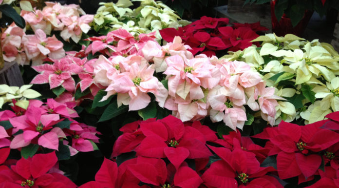 The Mountain Gardener | Tracing Our Holiday Traditions