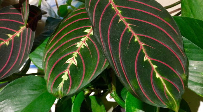 The Mountain Gardener | Houseplants — Good for You and Your Home