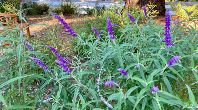 The Mountain Gardener | Happy New Year 2025