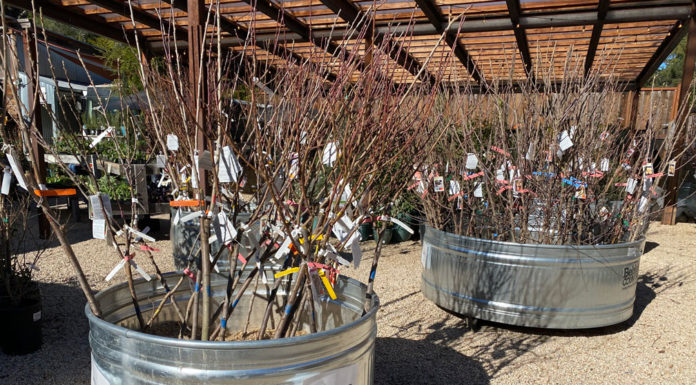 The Mountain Gardener | Get Excited About Bare Root Edibles