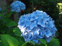 The Mountain Gardener | The 2025 Pantone Color of the Year