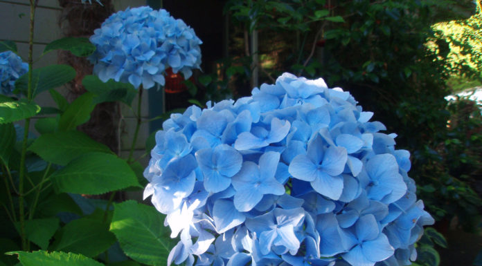 The Mountain Gardener | The 2025 Pantone Color of the Year