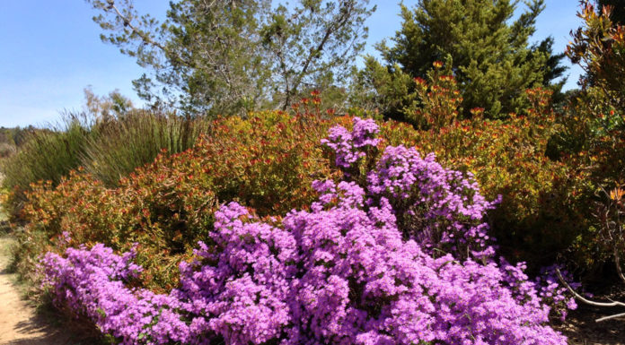The Mountain Gardener | What’s Old is New Again: Gardening Trends for 2025