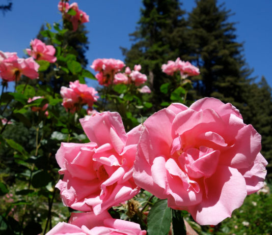 The Mountain Gardener | For the Love of Roses