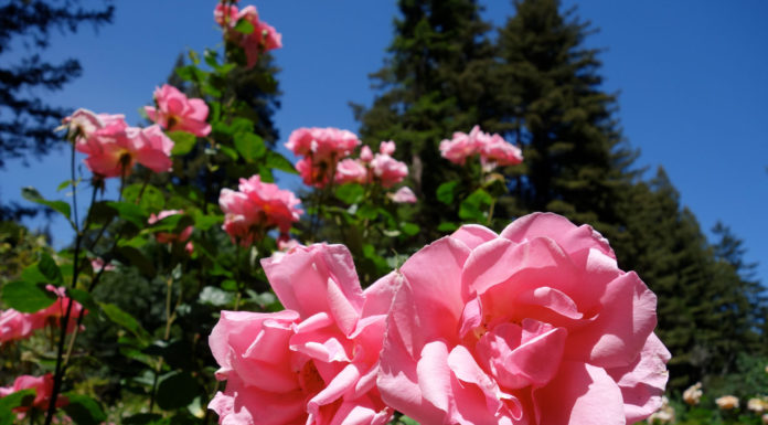 The Mountain Gardener | For the Love of Roses