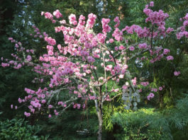 The Mountain Gardener | Love Is in the Air — Plant Reproduction