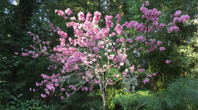 The Mountain Gardener | Love Is in the Air — Plant Reproduction