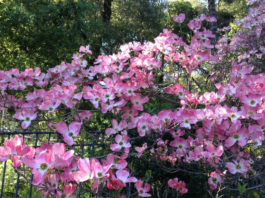 The Mountain Gardener | The Good, the Bad & the Ugly: Plants for the Allergy Sufferer