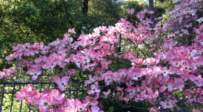 The Mountain Gardener | The Good, the Bad & the Ugly: Plants for the Allergy Sufferer
