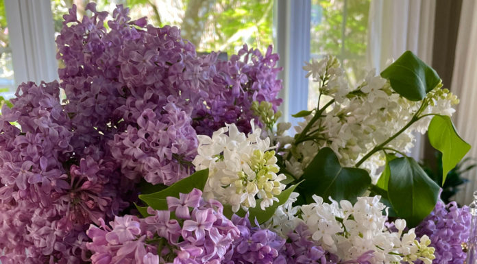 The Mountain Gardener | Phenology and Climate Change