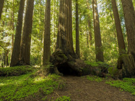 Henry Cowell Redwoods State Park Campground reopening delayed Henry Cowell Redwoods State Park