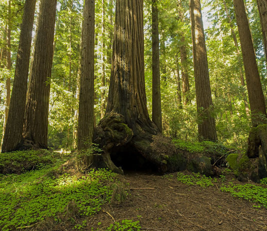 Henry Cowell Redwoods State Park Campground reopening delayed Henry Cowell Redwoods State Park