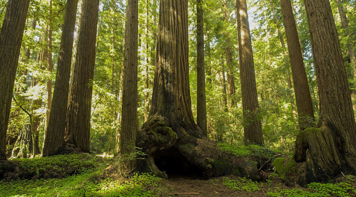 Henry Cowell Redwoods State Park Campground reopening delayed Henry Cowell Redwoods State Park