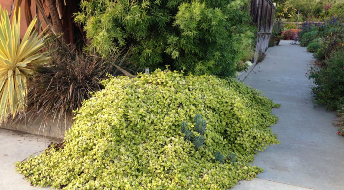 The Mountain Gardener | Green Isn’t Just for St. Patrick’s Day Anymore