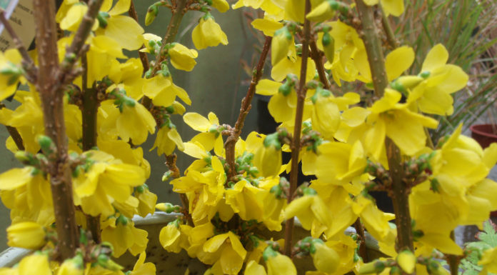 The Mountain Gardener | Long-lived Survivors in the Garden