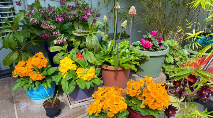 The Mountain Gardener | Fragrant Plants Are Blooming Now