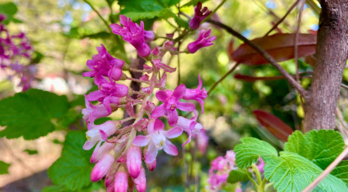 The Mountain Gardener | March Tasks in the Garden