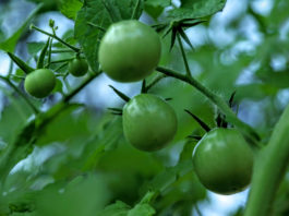 The Mountain Gardener | Vegetables in the Shade