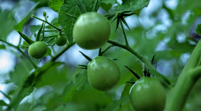 The Mountain Gardener | Vegetables in the Shade