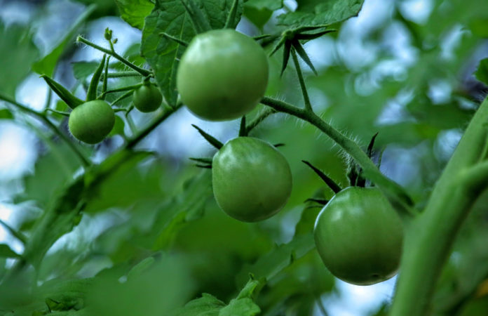 TMG-green_tomatoes