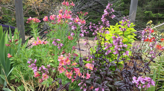 The Mountain Gardener | All About Soil