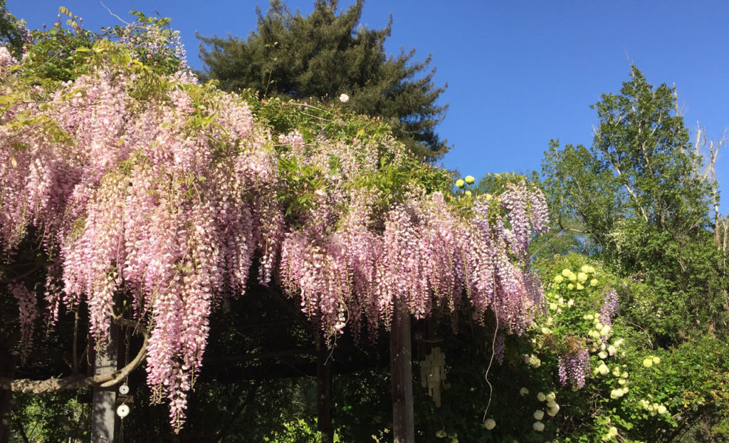 Image for display with article titled The Mountain Gardener | What You Need to Know About Wisteria