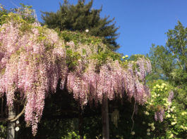 The Mountain Gardener | What You Need to Know About Wisteria