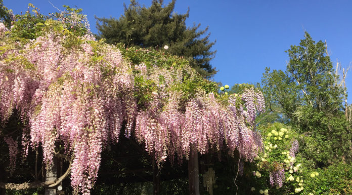 The Mountain Gardener | What You Need to Know About Wisteria