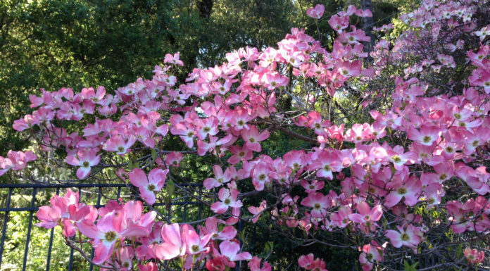 The Mountain Gardener | Flowering Dogwoods for the Santa Cruz Mountains