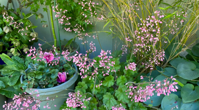 The Mountain Gardener | Best Native Plants for Containers