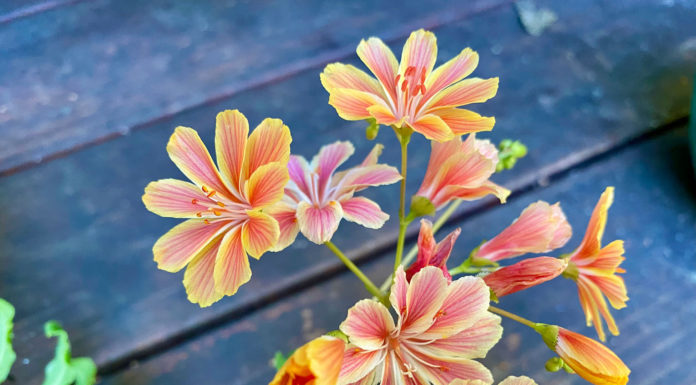 The Mountain Gardener | Native Plants Offer Many Varieties