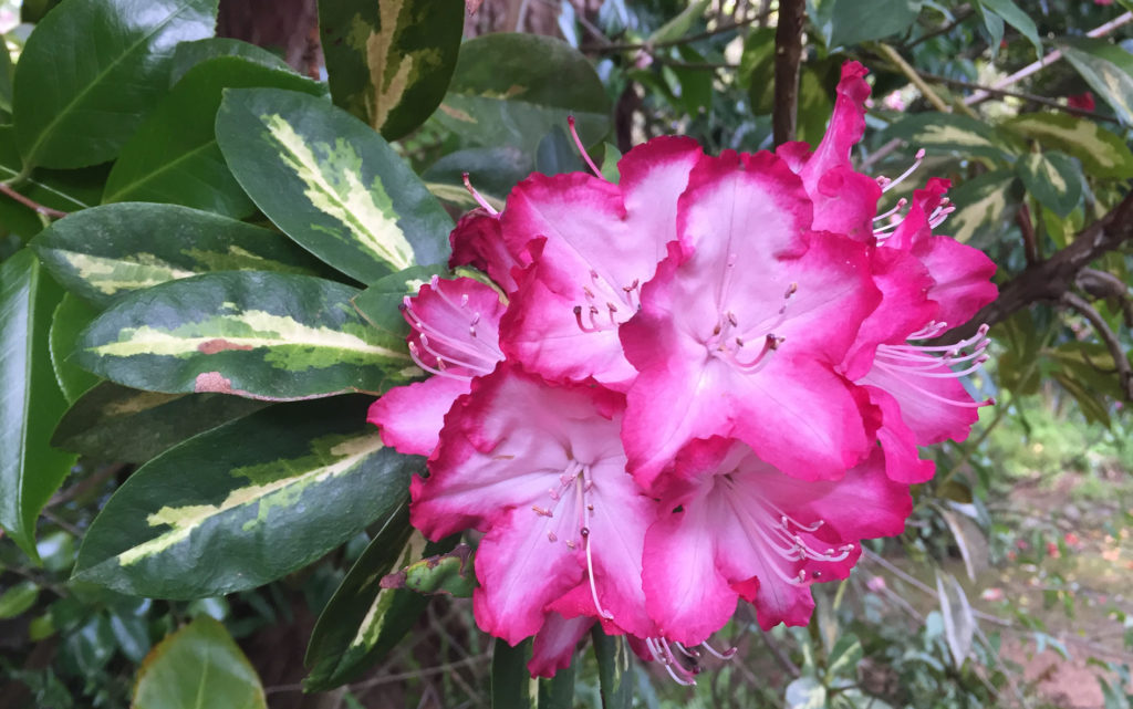 Image for display with article titled The Mountain Gardener | Gorgeous Rhododendrons in the Garden