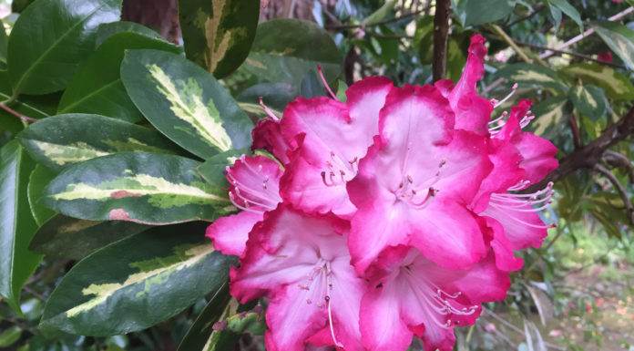 The Mountain Gardener | Gorgeous Rhododendrons in the Garden