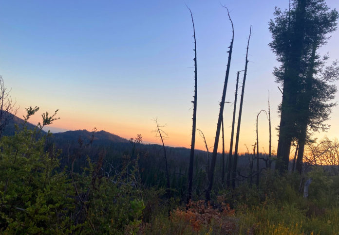Big-Basin-State-Park-sunset-6-edited