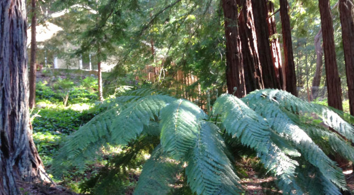 The Mountain Gardener | Looking for Horticultural Heritage in the Santa Cruz Mountains