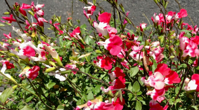 The Mountain Gardener | Watering the Right Way
