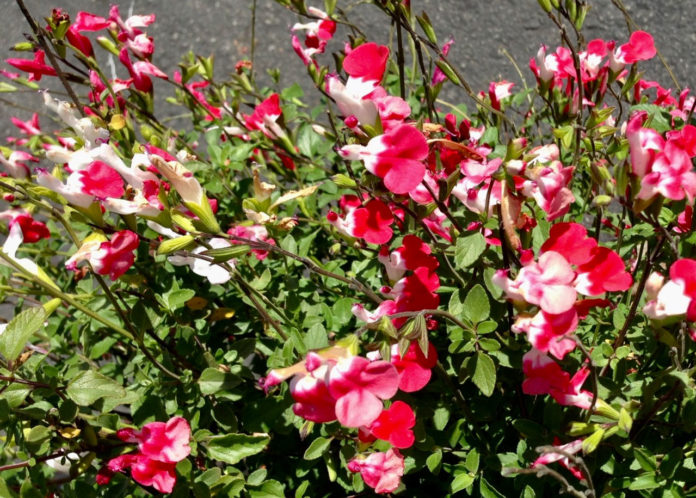 TMG-salvia_m_Hot-Lips-2