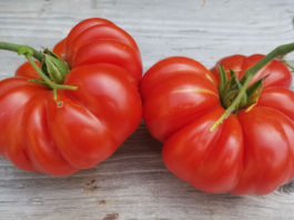 Plain Talk About Food | Avocados and Now Tomatoes from Mexico