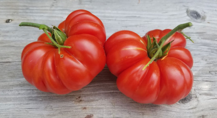 heriloom_tomatoes_mexico