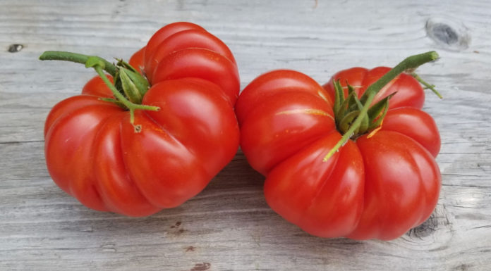 Plain Talk About Food | Avocados and Now Tomatoes from Mexico