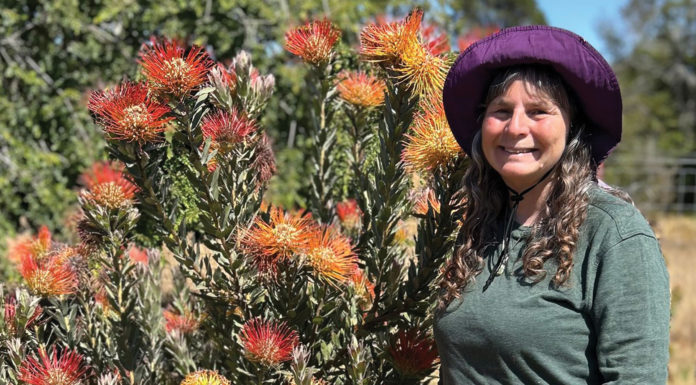 Scotts Valley artist’s work chosen for ‘Expressions of the Valley’ book cover Karen Kaplan