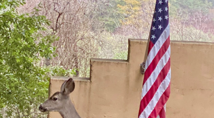 The Mountain Gardener | Lessons for the Fourth of July