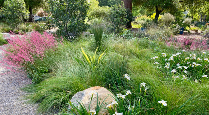 The Mountain Gardener | Good Groundcovers for a Changing World